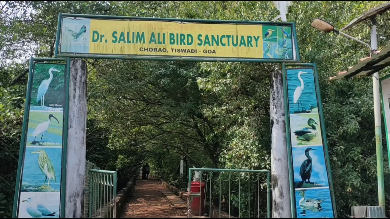 डॉक्टर सलीम अली बर्ड सँच्युअरी पर्यटन स्थळ गोवा