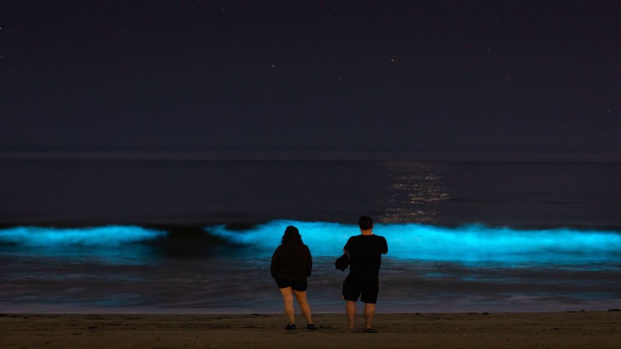 bioluminescence बायोलुमीनीसन्स म्हणजे काय