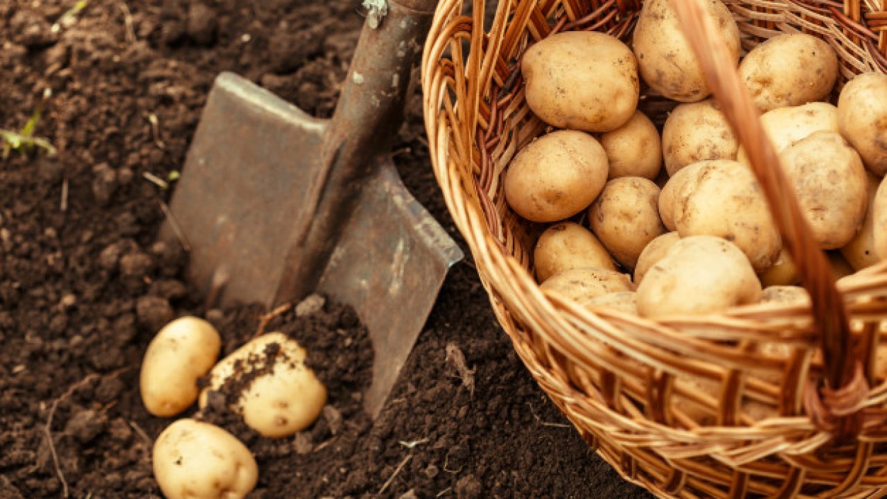 बटाटे खाण्याचे फायदे