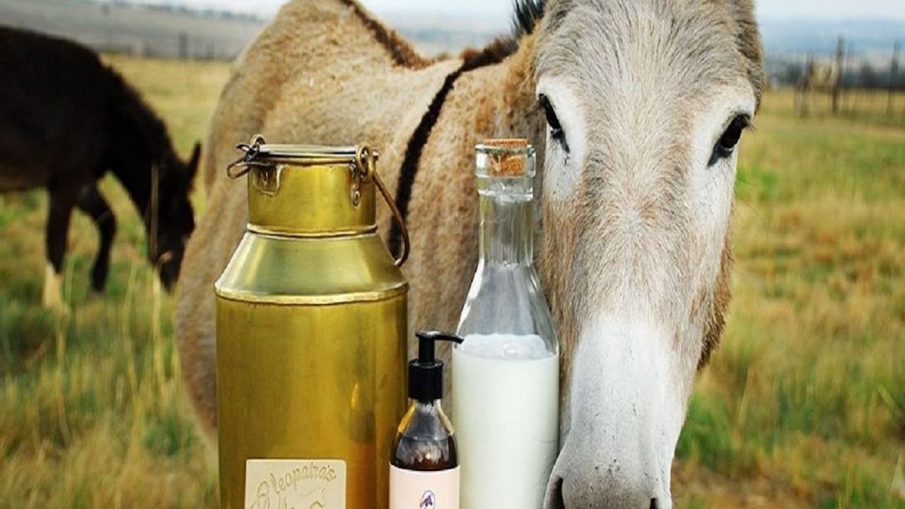 gadhvinichya dudhache fayde in marathi donkey milk rate